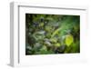 leopard hiding in dense foliage, bardia national park, nepal-karine aigner-Framed Photographic Print