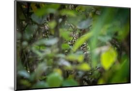 leopard hiding in dense foliage, bardia national park, nepal-karine aigner-Mounted Photographic Print