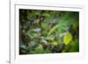 leopard hiding in dense foliage, bardia national park, nepal-karine aigner-Framed Photographic Print