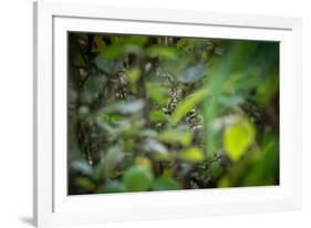 leopard hiding in dense foliage, bardia national park, nepal-karine aigner-Framed Photographic Print