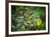 leopard hiding in dense foliage, bardia national park, nepal-karine aigner-Framed Photographic Print