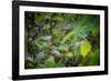 leopard hiding in dense foliage, bardia national park, nepal-karine aigner-Framed Photographic Print