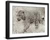 Leopard hunting-null-Framed Giclee Print