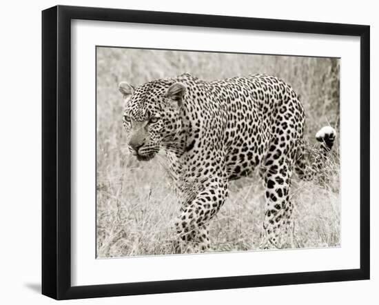 Leopard hunting-null-Framed Giclee Print