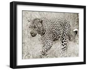 Leopard hunting-null-Framed Giclee Print
