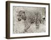 Leopard hunting-null-Framed Giclee Print