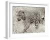 Leopard hunting-null-Framed Giclee Print