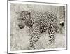 Leopard hunting-null-Mounted Giclee Print