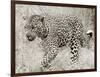 Leopard hunting-null-Framed Giclee Print