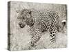 Leopard hunting-null-Stretched Canvas