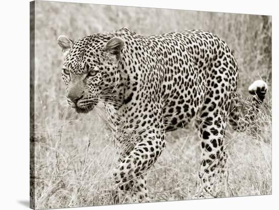 Leopard hunting-null-Stretched Canvas