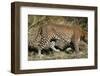 Leopard Hunting-Scott Bennion-Framed Photo