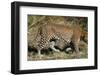 Leopard Hunting-Scott Bennion-Framed Photo