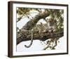 Leopard in a Tree I-Spencer Hodge-Framed Giclee Print