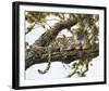 Leopard in a Tree I-Spencer Hodge-Framed Giclee Print