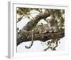 Leopard in a Tree I-Spencer Hodge-Framed Giclee Print