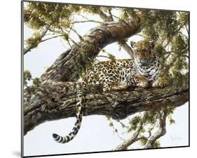 Leopard in a Tree I-Spencer Hodge-Mounted Giclee Print