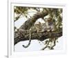 Leopard in a Tree I-Spencer Hodge-Framed Giclee Print