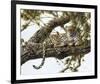 Leopard in a Tree I-Spencer Hodge-Framed Giclee Print