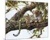 Leopard in a Tree I-Spencer Hodge-Mounted Giclee Print