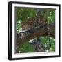 Leopard in a Tree-Scott Bennion-Framed Photo