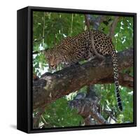 Leopard in a Tree-Scott Bennion-Framed Stretched Canvas