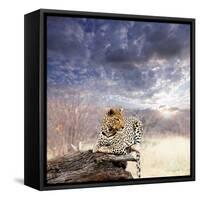 Leopard in Bush-Andrushko Galyna-Framed Stretched Canvas