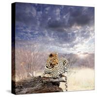 Leopard in Bush-Andrushko Galyna-Stretched Canvas