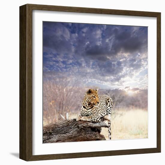 Leopard in Bush-Andrushko Galyna-Framed Photographic Print