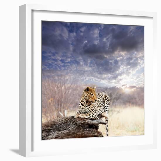 Leopard in Bush-Andrushko Galyna-Framed Photographic Print