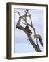 Leopard in Dead Tree, Kruger National Park, Mpumalanga, South Africa, Africa-Toon Ann & Steve-Framed Photographic Print