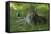 Leopard in Grass-Mary Ann McDonald-Framed Stretched Canvas