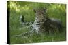 Leopard in Grass-Mary Ann McDonald-Stretched Canvas