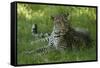 Leopard in Grass-Mary Ann McDonald-Framed Stretched Canvas