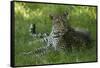 Leopard in Grass-Mary Ann McDonald-Framed Stretched Canvas