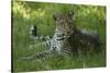 Leopard in Grass-Mary Ann McDonald-Stretched Canvas