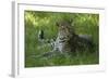 Leopard in Grass-Mary Ann McDonald-Framed Photographic Print