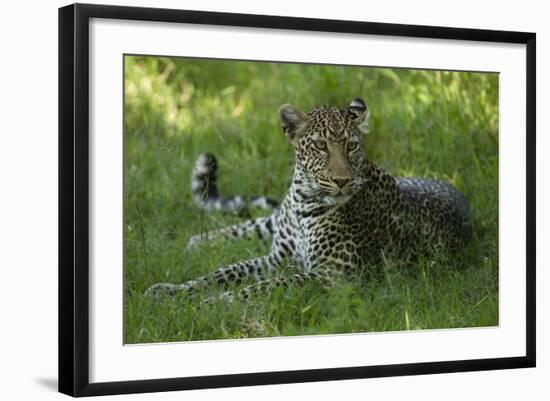 Leopard in Grass-Mary Ann McDonald-Framed Photographic Print