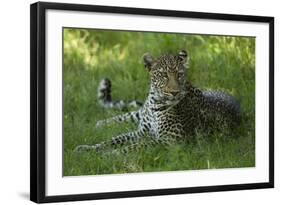 Leopard in Grass-Mary Ann McDonald-Framed Photographic Print