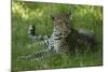 Leopard in Grass-Mary Ann McDonald-Mounted Photographic Print