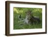 Leopard in Grass-Mary Ann McDonald-Framed Photographic Print