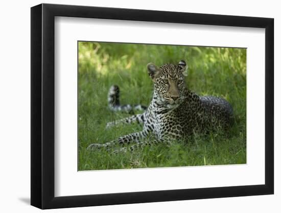 Leopard in Grass-Mary Ann McDonald-Framed Photographic Print