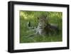 Leopard in Grass-Mary Ann McDonald-Framed Photographic Print