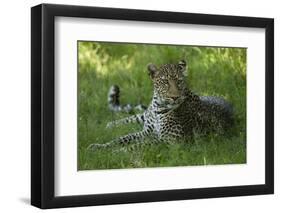 Leopard in Grass-Mary Ann McDonald-Framed Photographic Print