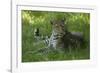 Leopard in Grass-Mary Ann McDonald-Framed Photographic Print