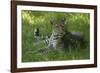 Leopard in Grass-Mary Ann McDonald-Framed Photographic Print