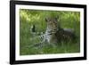 Leopard in Grass-Mary Ann McDonald-Framed Photographic Print