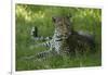 Leopard in Grass-Mary Ann McDonald-Framed Photographic Print