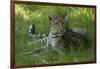 Leopard in Grass-Mary Ann McDonald-Framed Photographic Print