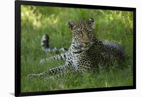 Leopard in Grass-Mary Ann McDonald-Framed Photographic Print